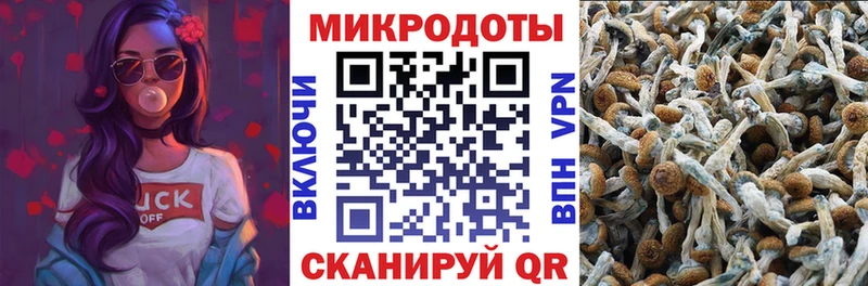 Купить где  Асино  Псилоцибиновые грибы GOLDEN TEACHER 